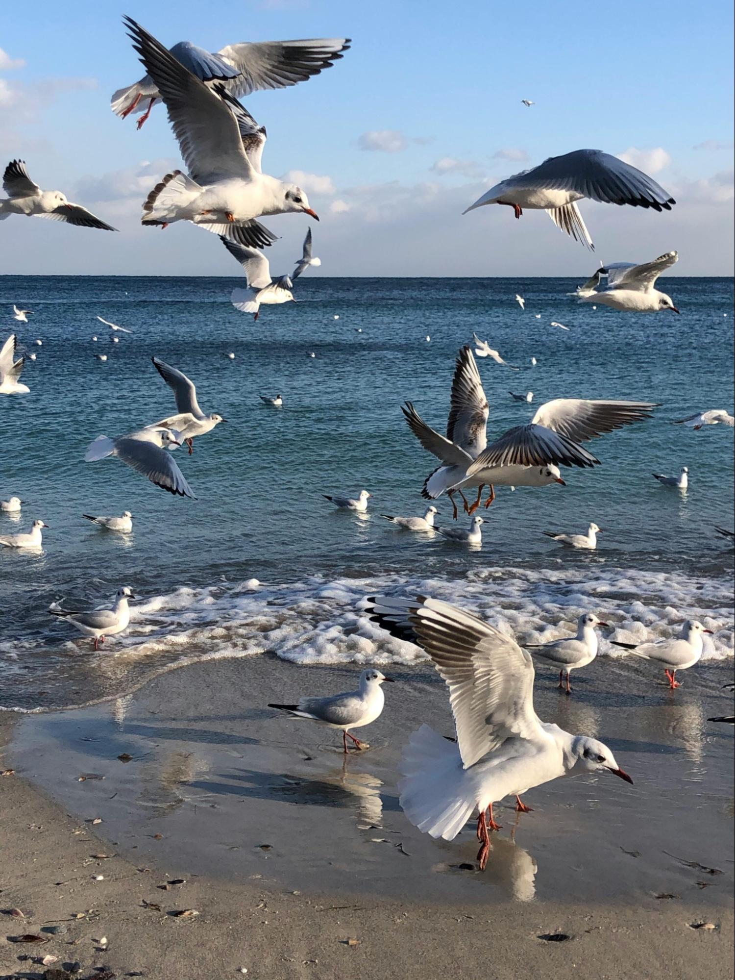 Original comparison reference